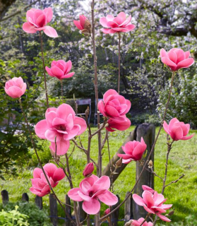 Magnolia 'Watermelon' 
